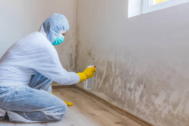 Licensed Mold Cleanup service in Farmington, MI - WQB Mold Removal