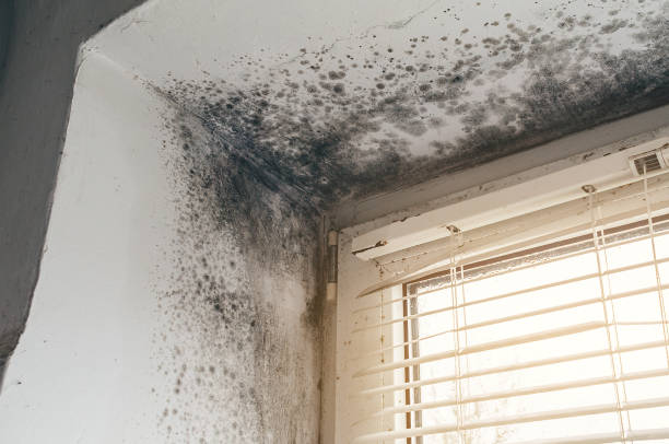 Affordable Mold Cleanup solutions in Farmington, MI